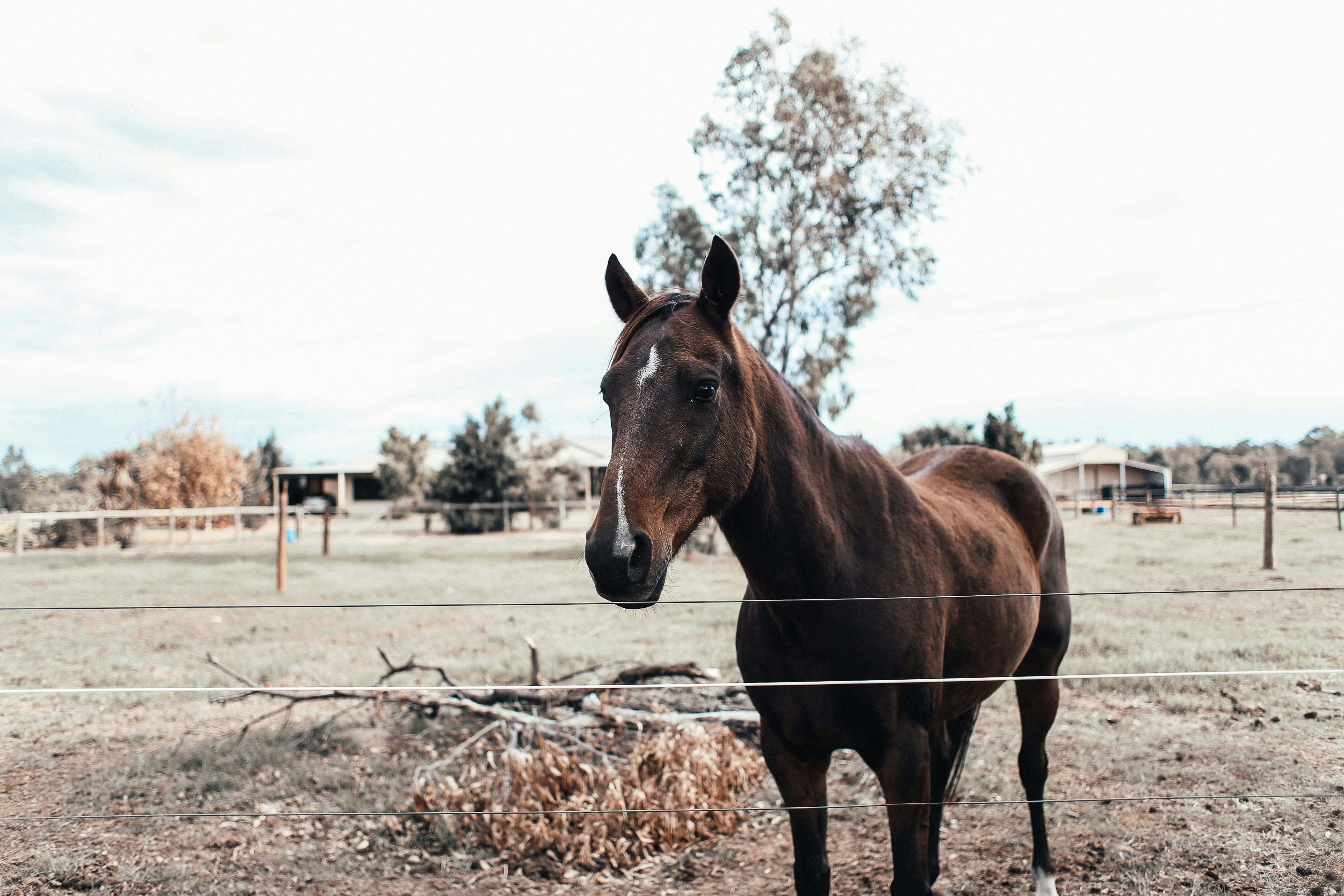 Horse galloping in open field